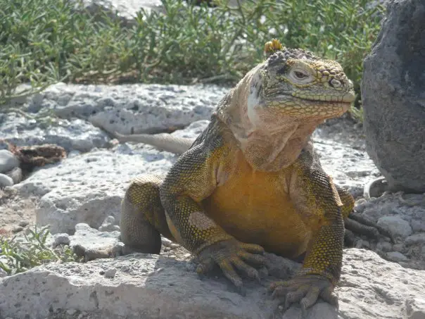 Galapagos Islands