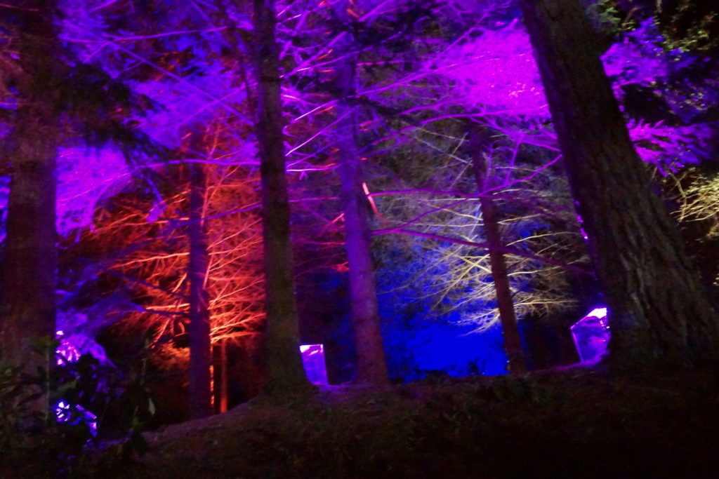 Enchanted Forest multicolor lights