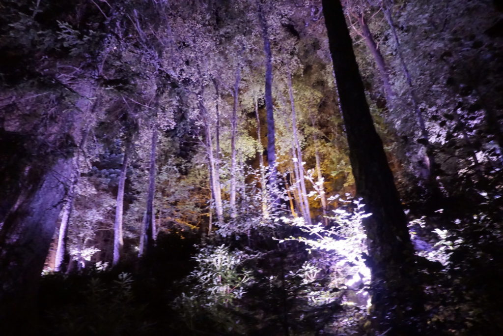 Enchanted Forest trees lit up