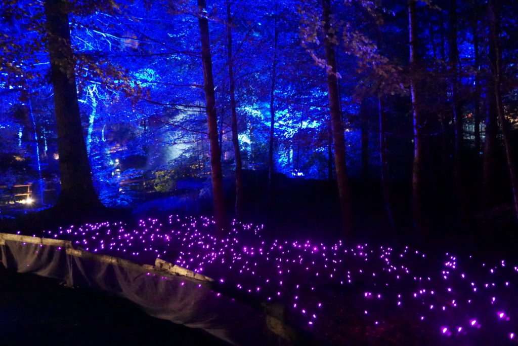 Fairy field at the Enchanted Forest