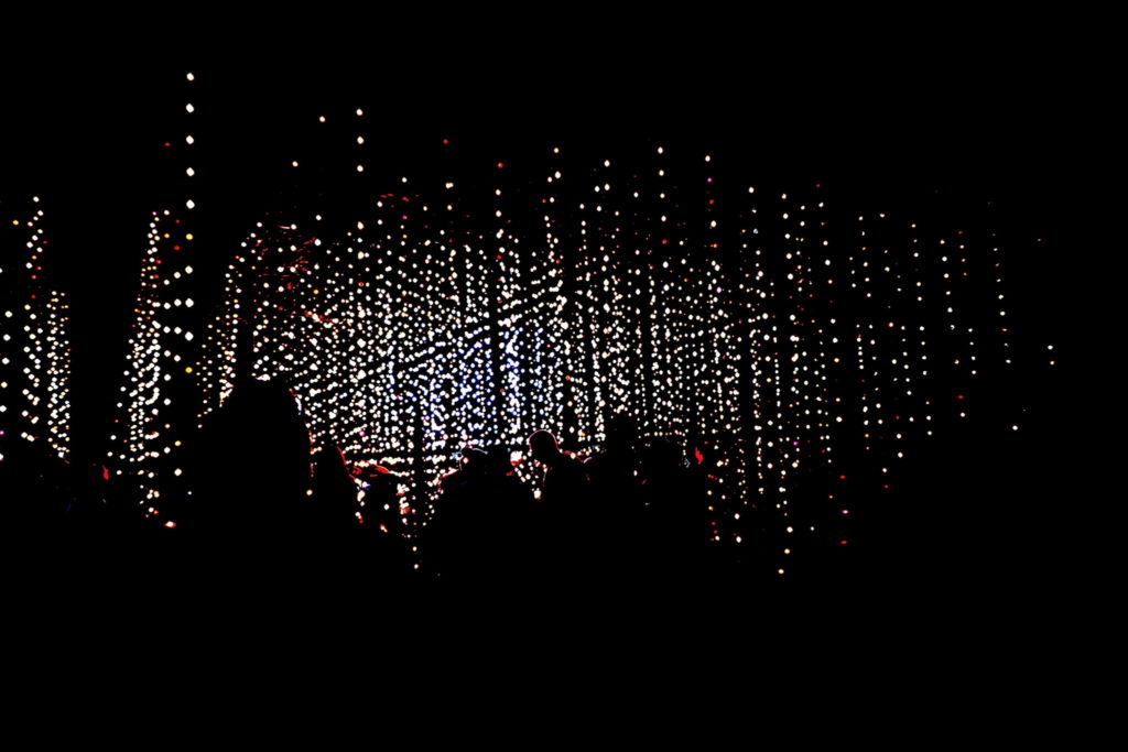 strings of lights at the Enchanted Forest