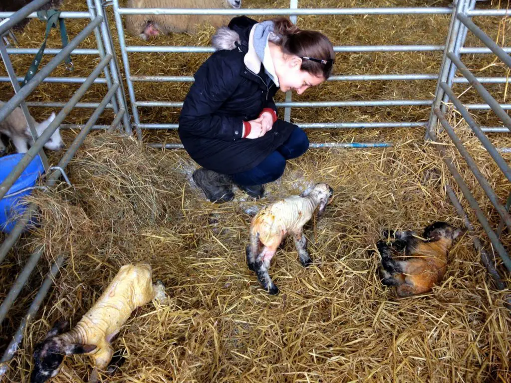 lambing season in Ireland