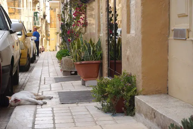 Yawning cat on the sidewalk in Malta