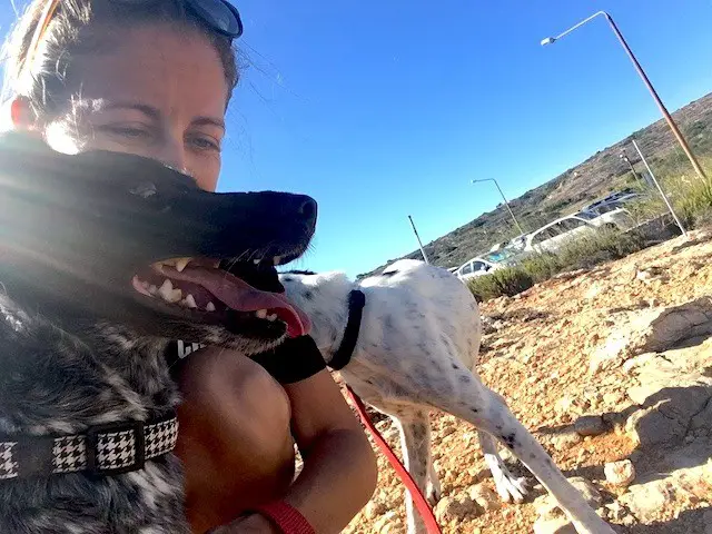Volunteer to walk shelter dogs in Malta
