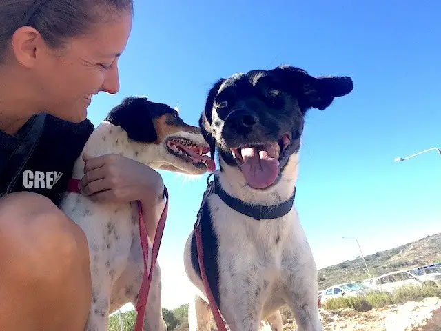 Noahs Ark Dog Sanctuary Malta