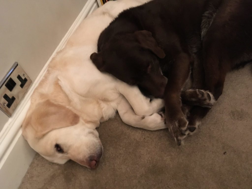 two labrador retrievers cuddling on a carpeted floor