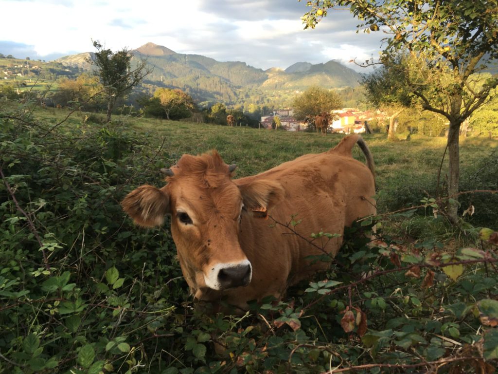 Beautiful neighborhood cow in Asturias Spain while house and pet sitting