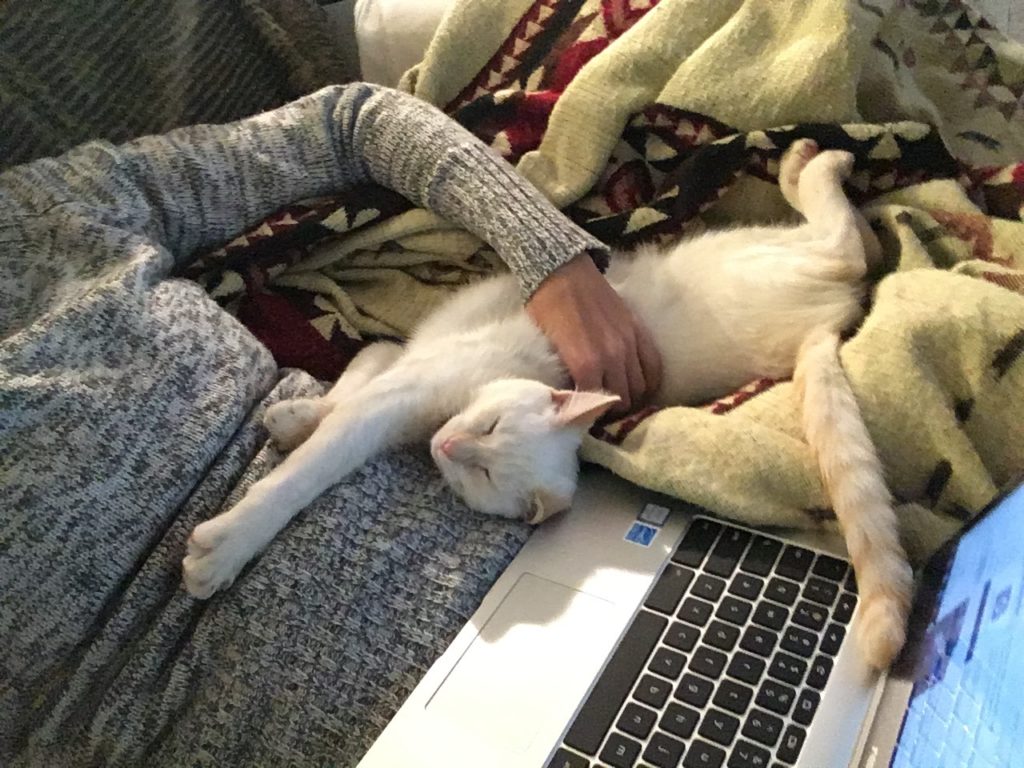 Cats love laptops - Mally the cat sleeping across Amanda Walkins housesitter and petsitter life for digital nomad