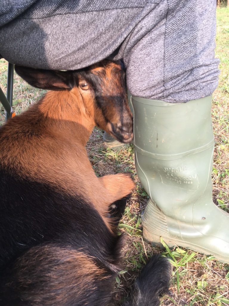 Coco the goat cuddling in Spain