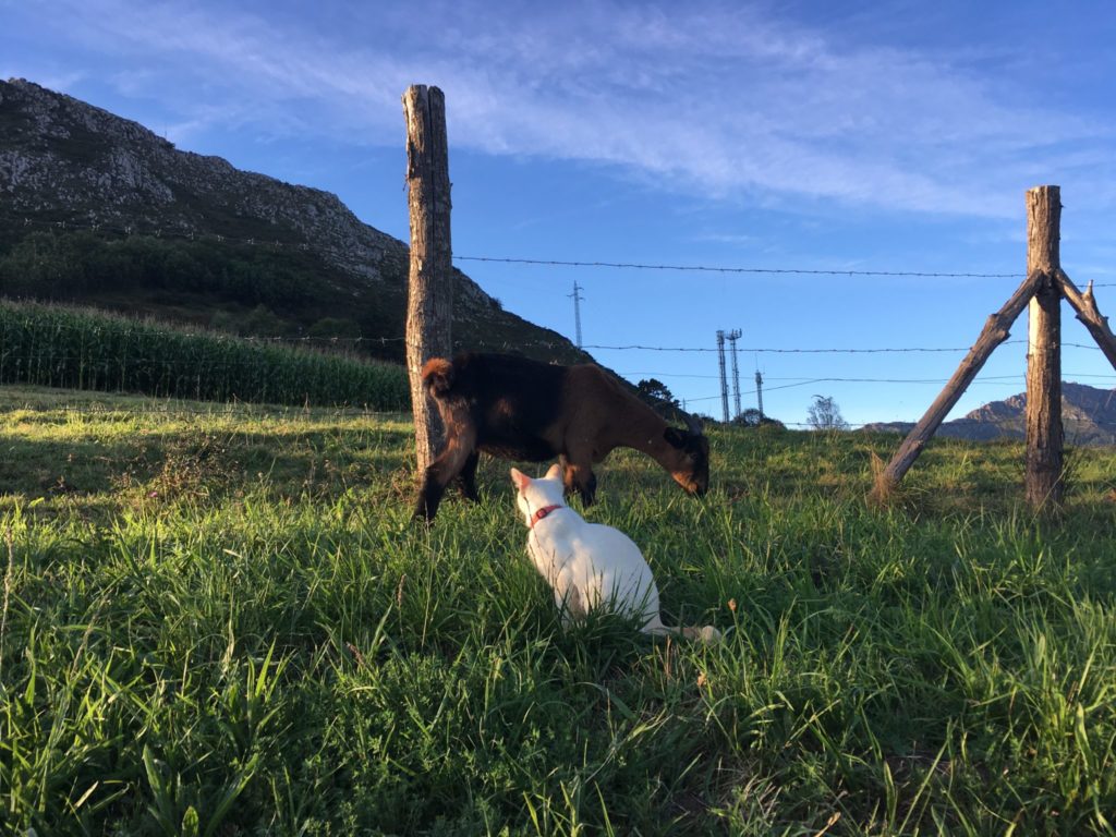 Goat and cat on a grassy hill in Asturias Spain where Amanda Walkins was housesitting