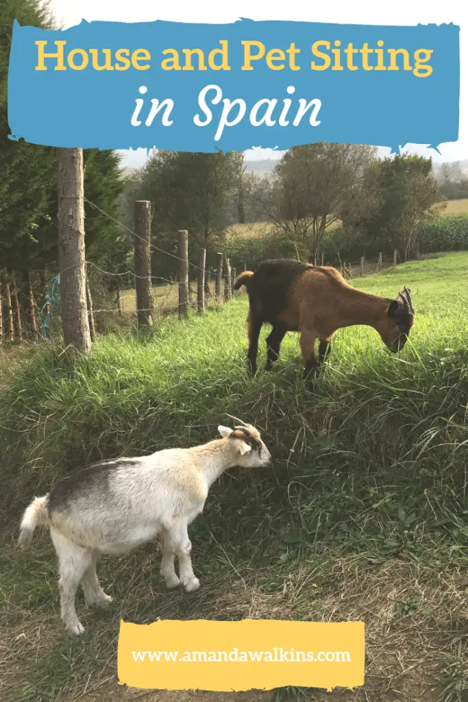 goats eating on a grassy incline in Asturias Spain where expat writer Amanda Walkins was house and pet sitting
