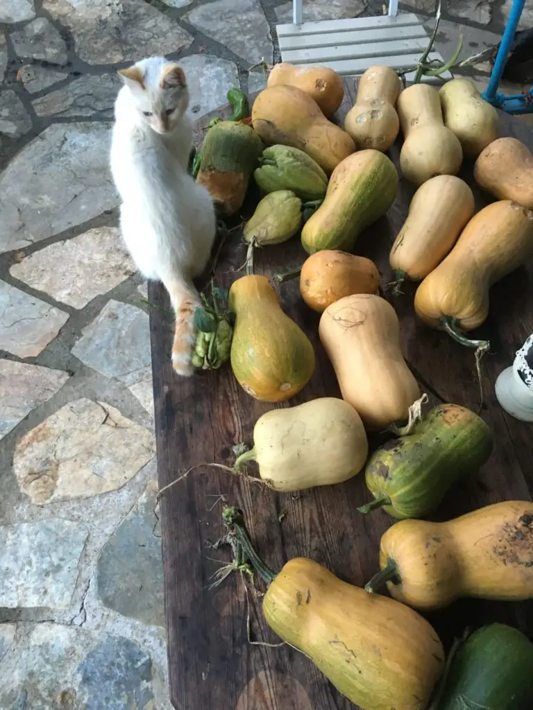 Kitten amongst butternut squash on a table after harvest in Spain