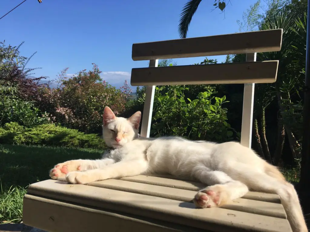 Mally the cat napping on a chair in front of the beautiful front garden in Spain petsitting and housesitting