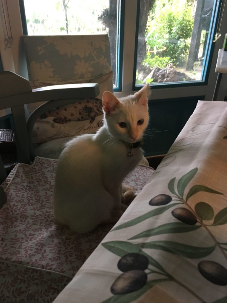 tiny kitten sitting on a chair in a dining area housesitting in Spain