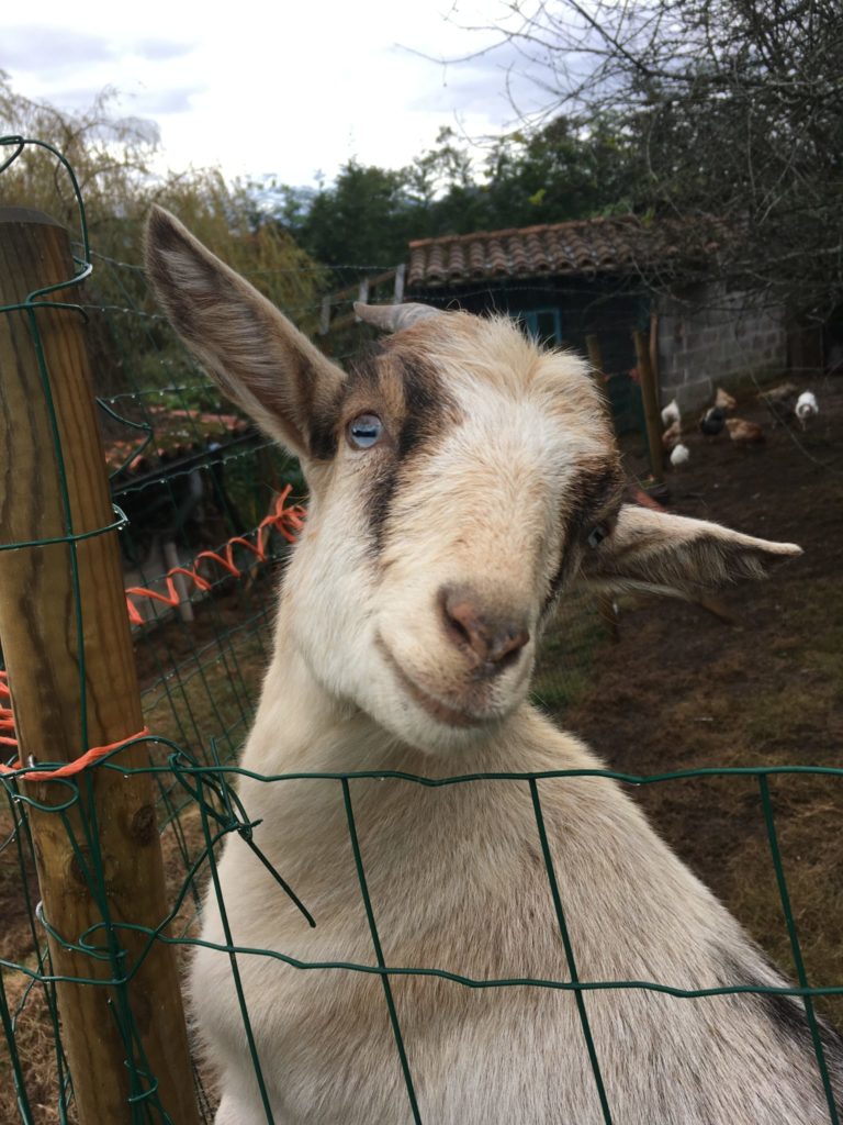 Pan the sassy goat in Spain house sitting and pet sitting