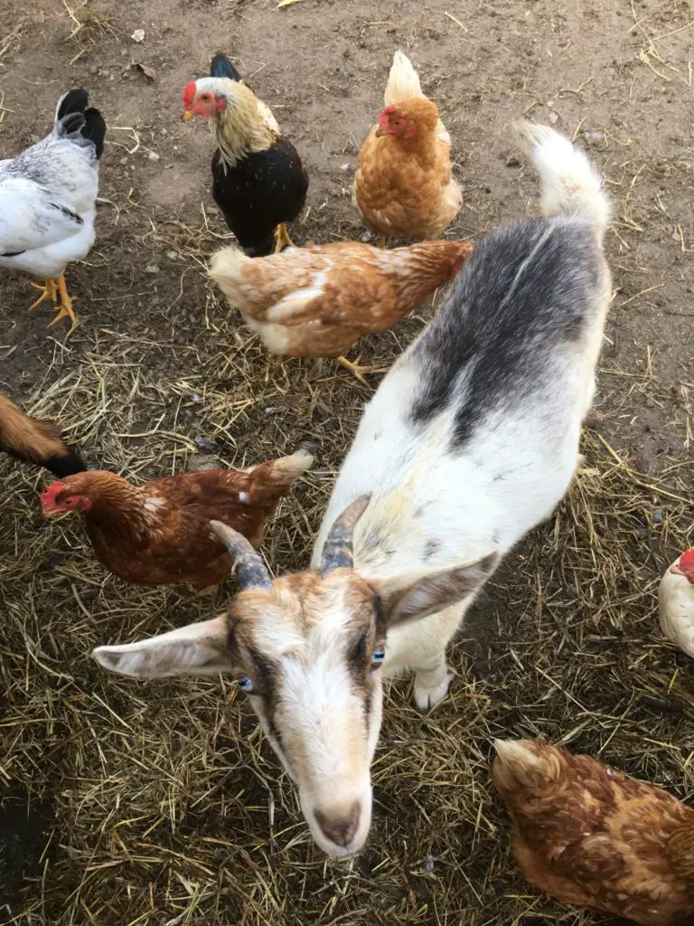 Pan the white goat surrounded by chickens in the yard while housesitting in Spain