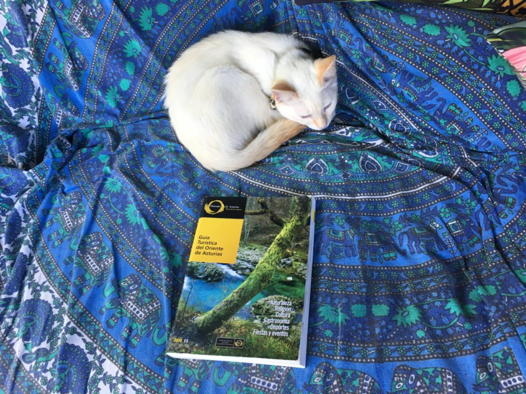 Visit Asturias - kitten curled up next to a guide book