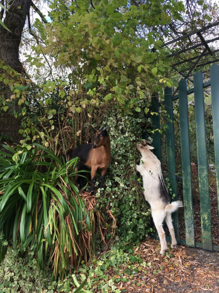 two goats eating leaves in Spain housesitting and petsitting