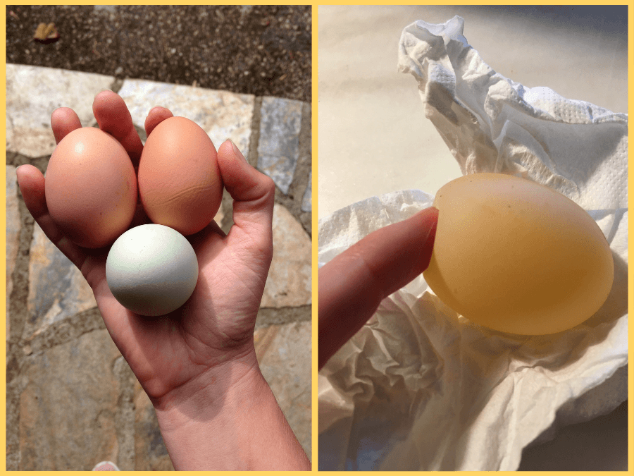 two photos in a single image with fresh farm eggs and a shell-less egg
