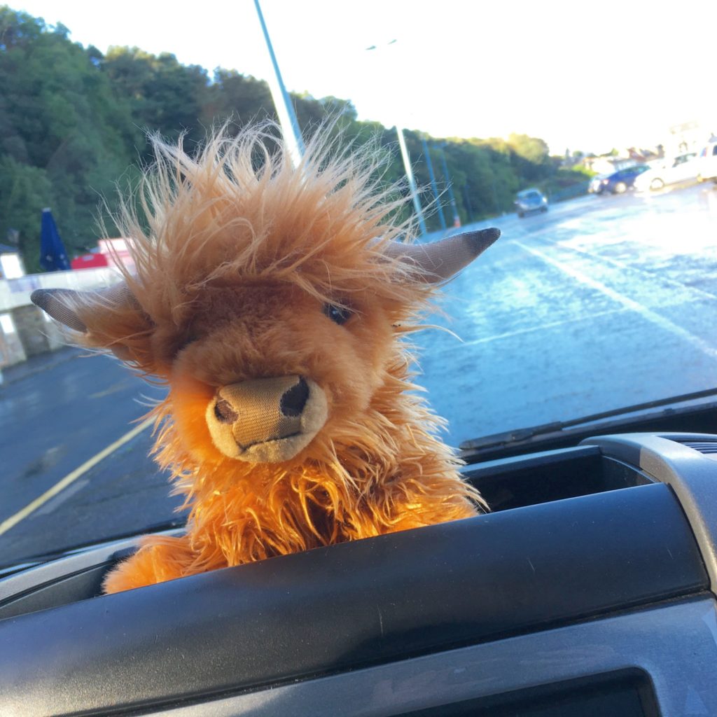 Small toy hairy highland cow called Kevin used by Rabbies tours in Scotland