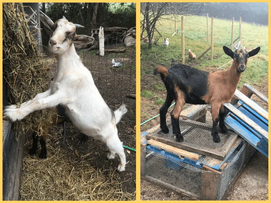 Two photos in a single image with a white goat and a brown goat from housesitter Amanda Walkins