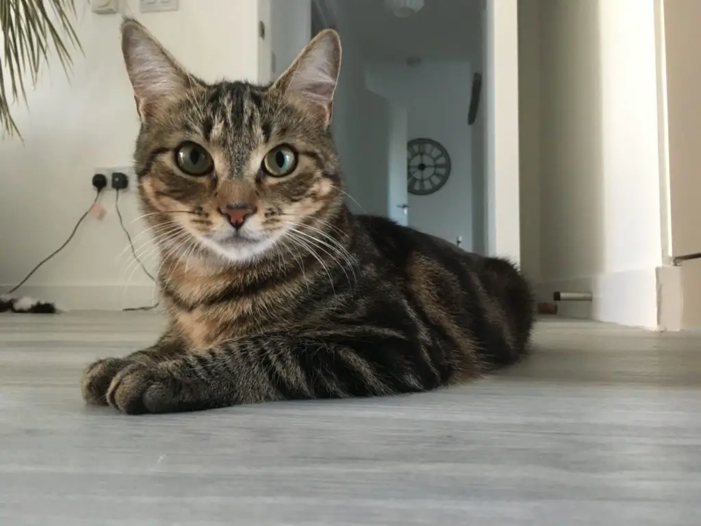 Cat sitting in London