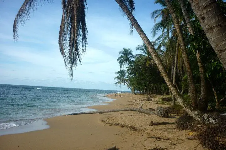 Palm tree lined beach in Costa Rica