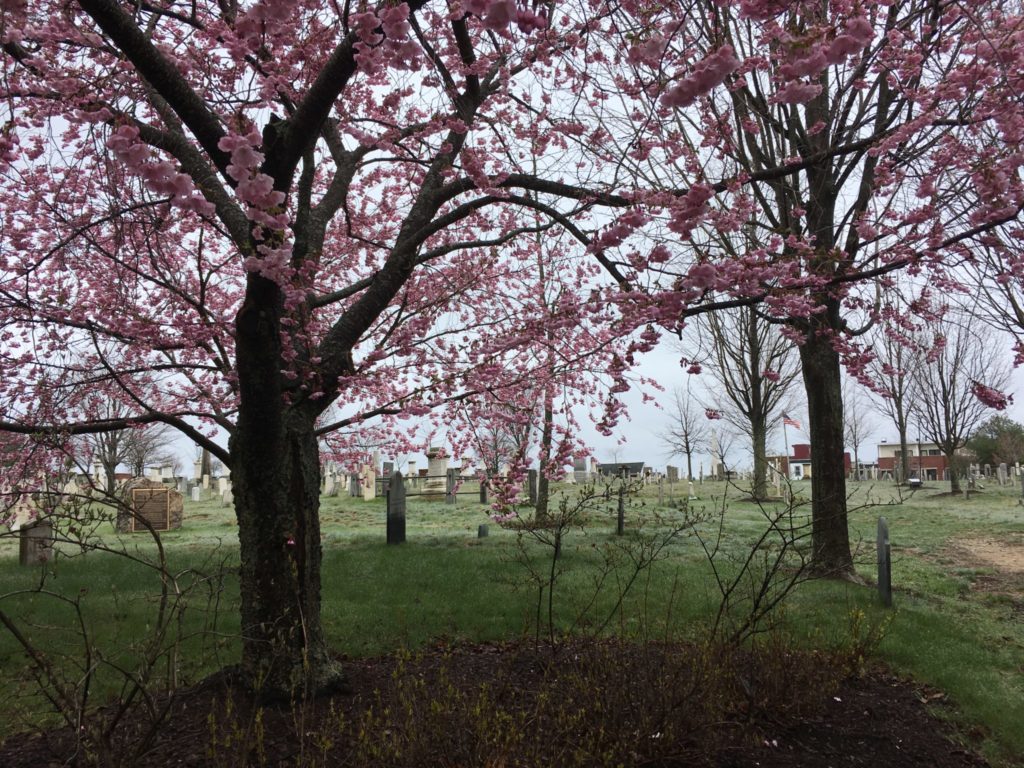 Eastern Cemetery in Portland ME looking eerie with pink flowering trees but a low fog