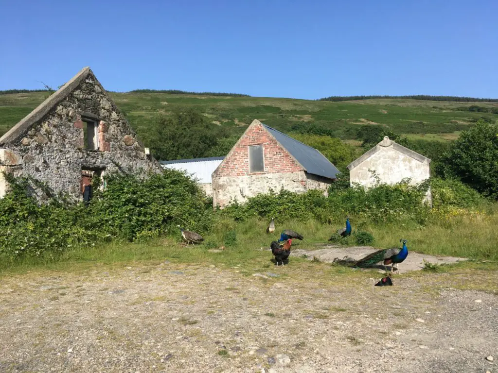 Peacocks and peahens by an abandoned stone house in Scotland