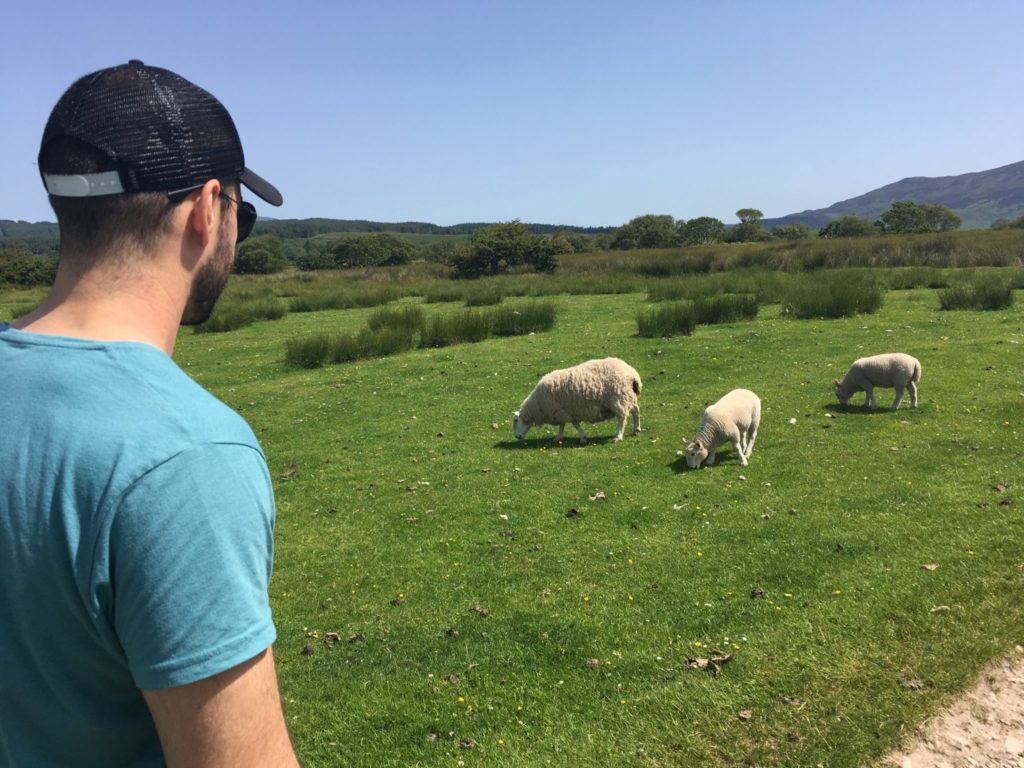 Jonathan Clarkin standing by watching some sheep grazing in a field