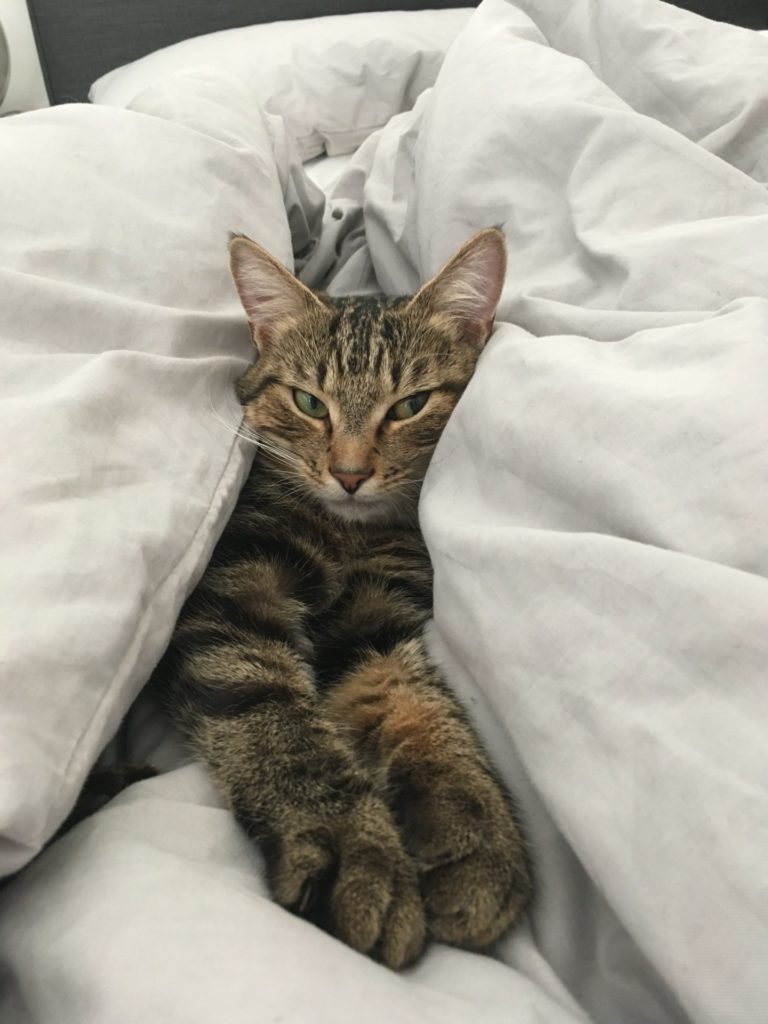 Cute cat cuddled up in bed
