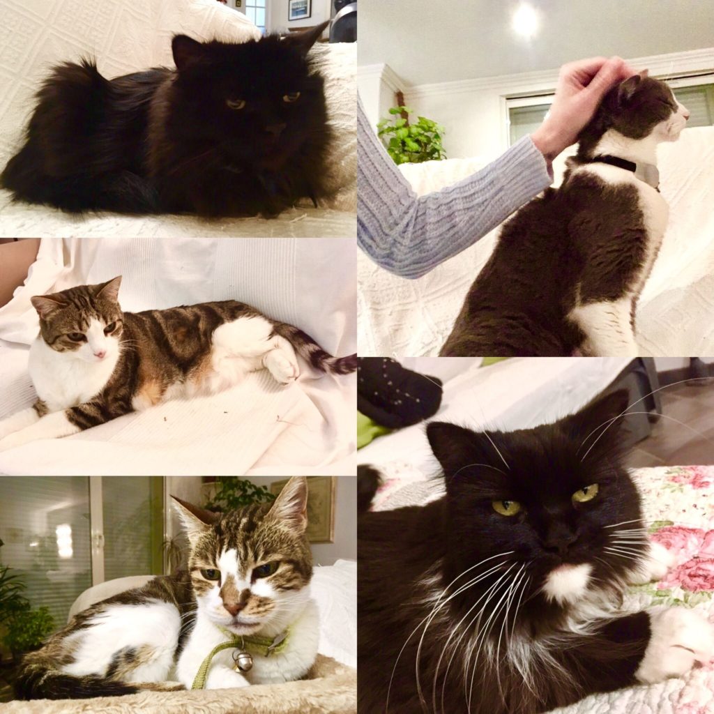 5 different cats in France