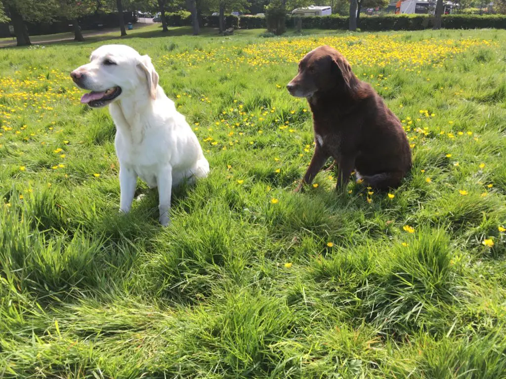 2 labradors on a grassy hill in Edinburgh with house sitter Amanda Walkins