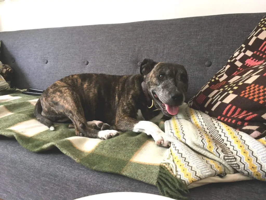 Dog laying on the couch