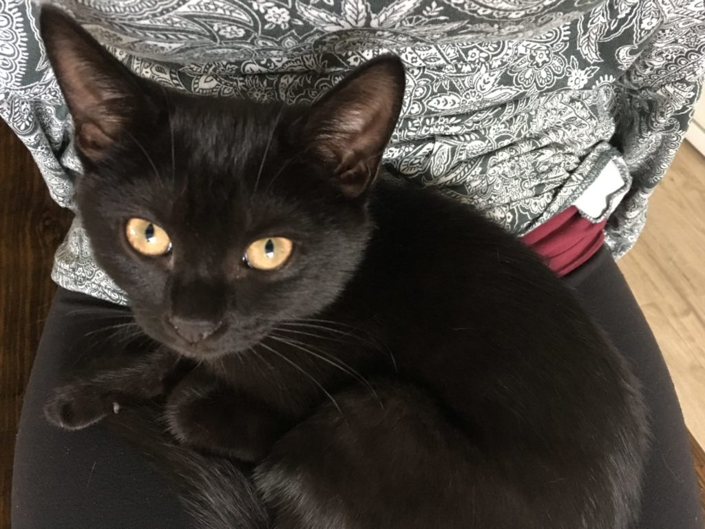 black kitten curled up on Amanda Walkins' lap