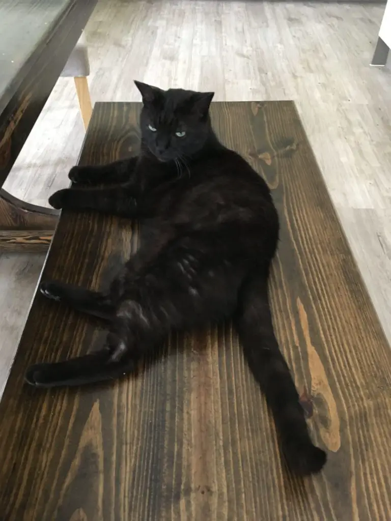 cute black cat on a wooden bench