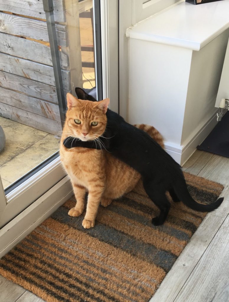 black kitten and ginger tom about to wrestle