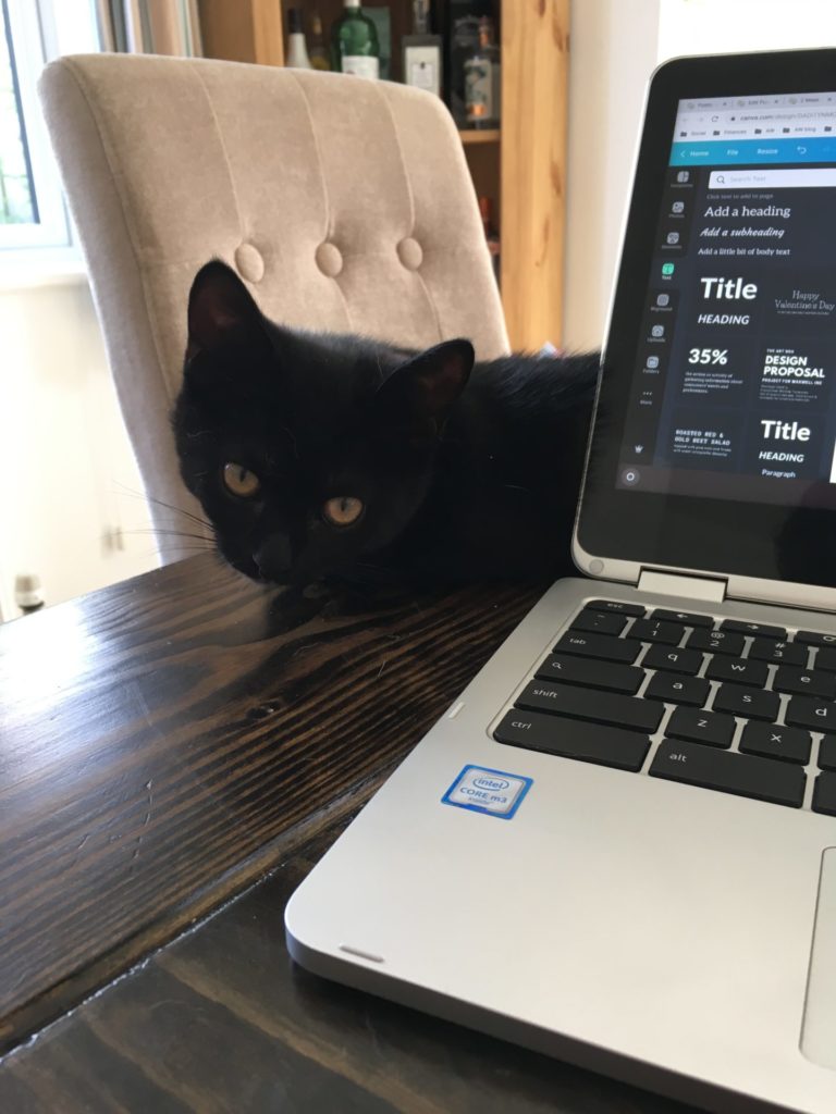 black kitten watching from behind a laptop