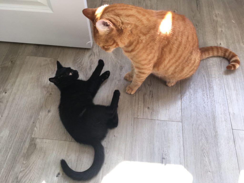ginger cat and black kitten thinking about wrestling