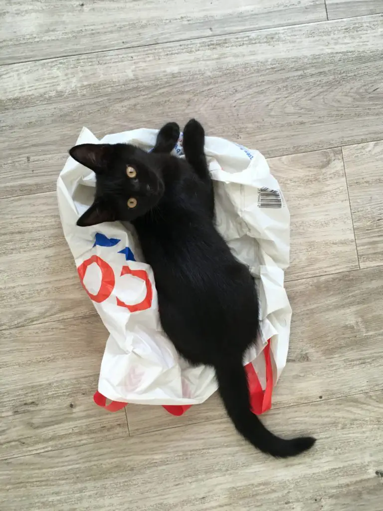 cute black kitten sitting on a Tesco bag