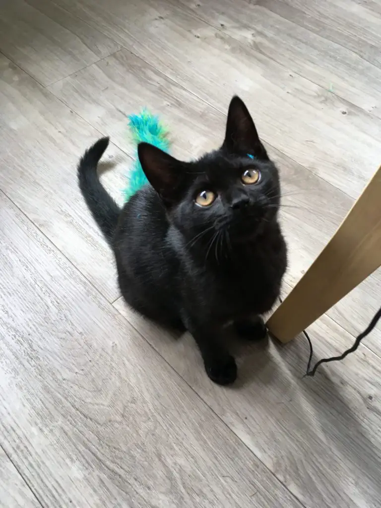 cute black kitten staring up at house sitter Amanda Walkins