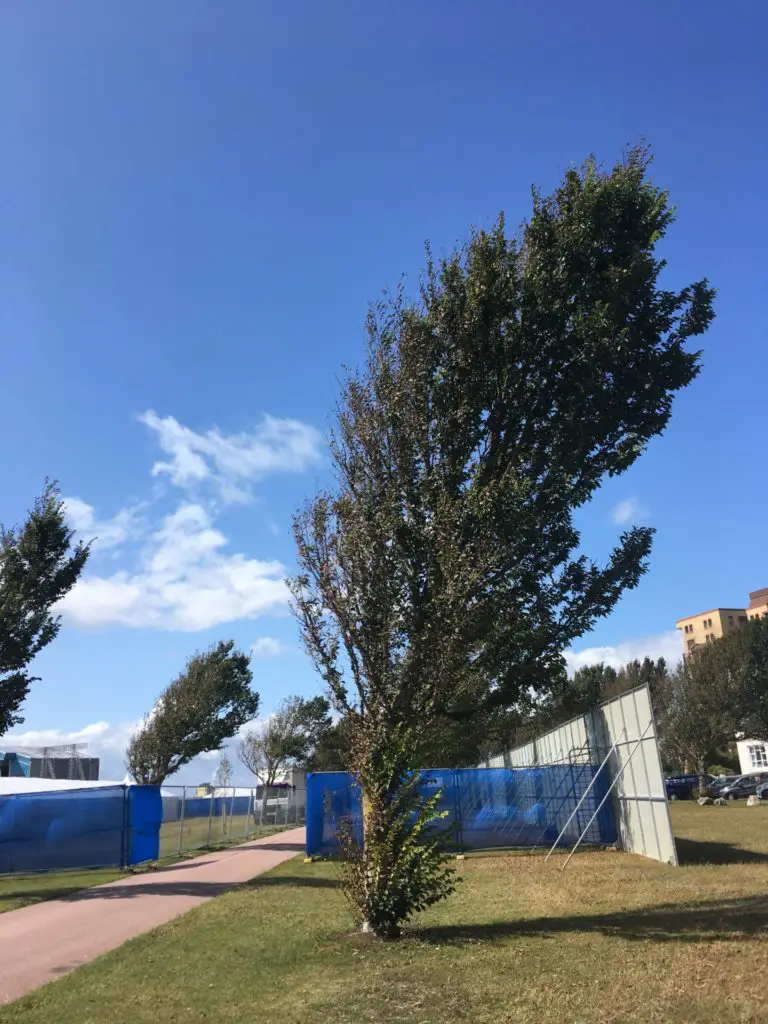 trees being blown sideways