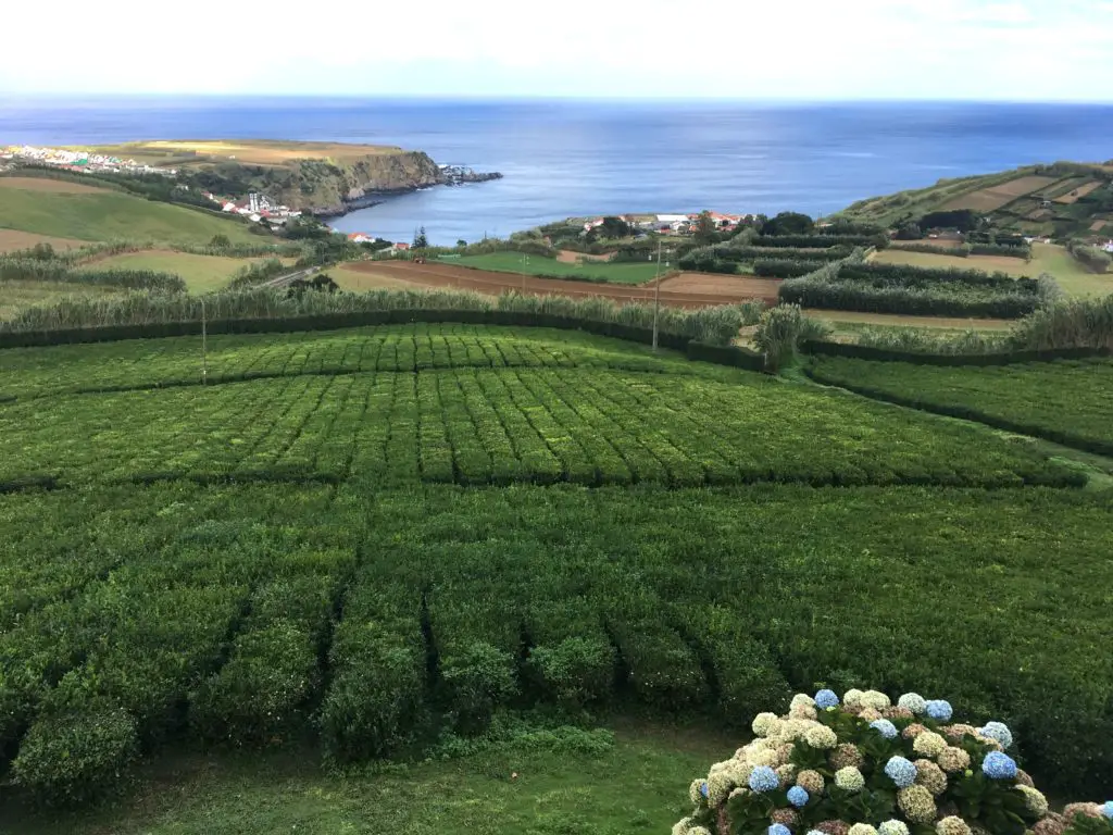 tea plantation overlooking Porto Formoso on São Miguel island in the Azores