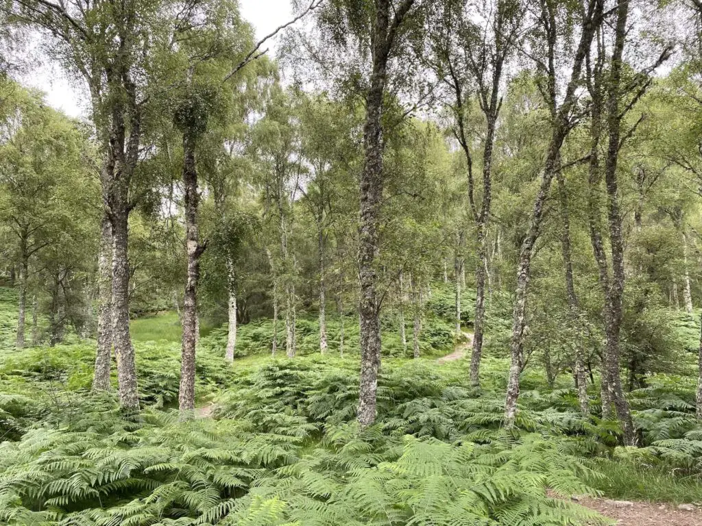 View in the Cairngorms National Park of Scotland with ferns covering the ground and endless old trees filling the frame