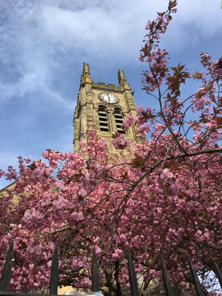 A square church belltower rises above a cherry blossom tree in full pink bloom