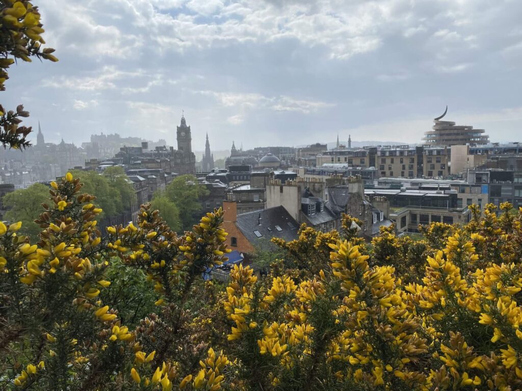 Edinburgh city skyline seen from Calton Hill, with yellow gorse filling the bottom of the frame